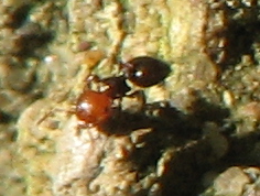 formica con la testa rossa: Crematogaster cfr scutellaris